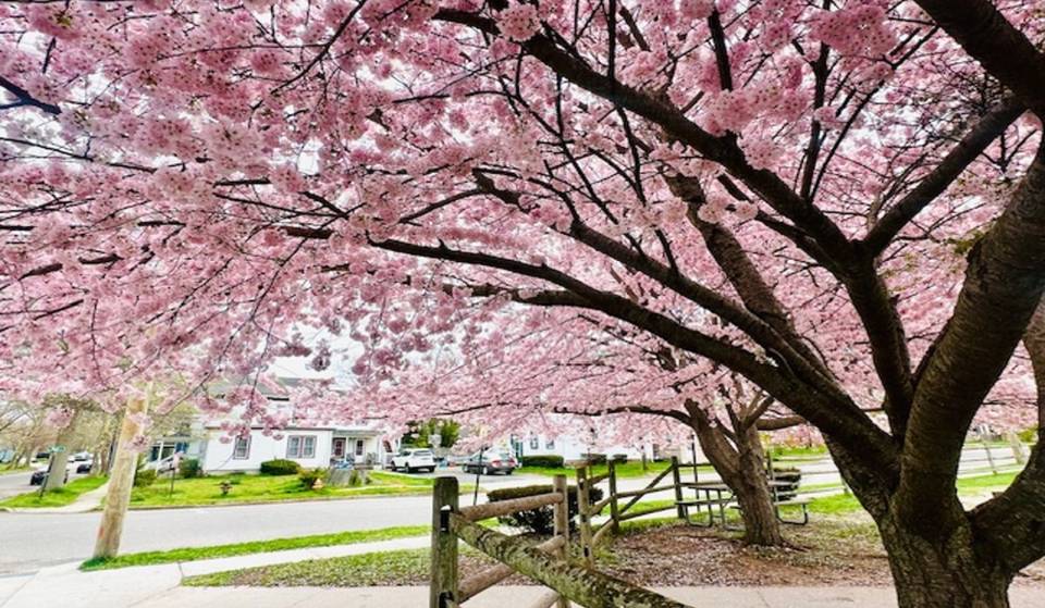 Ce village balnéaire de New York se transforme en un paradis rose avec plus de 300 cerisiers en fleurs — et il n&rsquo;est qu&rsquo;à quelques minutes en train, au milieu d&rsquo;un paysage magnifique