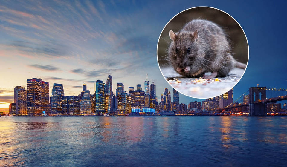 National Geographic enthüllt: Wissenschaftler nutzen den East River als riesiges „Nagetier-Radar“, um New Yorks versteckte Schädlinge aufzuspüren, bevor sie zuschlagen