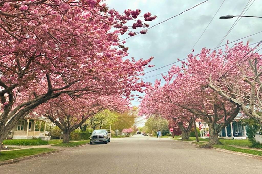 Ce village de New York accueille le festival des cerisiers en fleurs le plus long de l&rsquo;État, avec 300 arbres et 7 phases de floraison distinctes