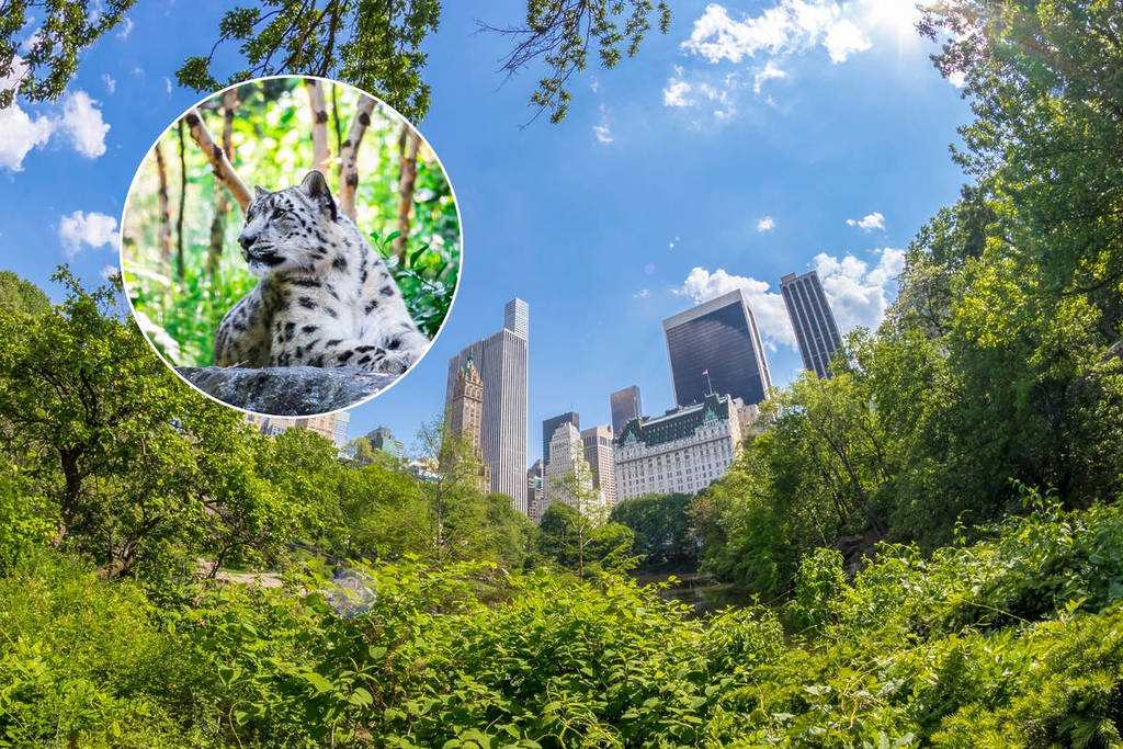 Niché dans Central Park : ce zoo de 2,8 hectares abrite les seuls singes des neiges de Manhattan, un cinéma 4D et une multitude de nouvelles animations estivales