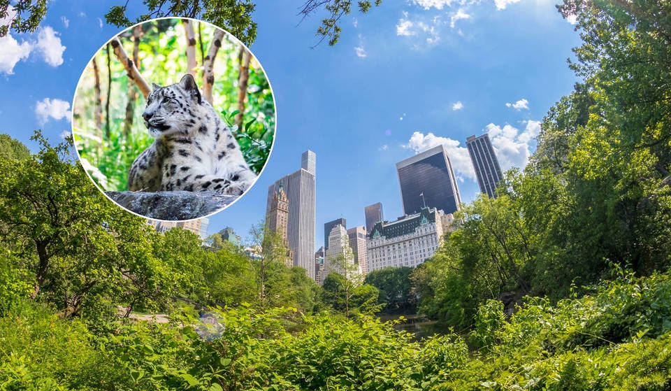 Niché dans Central Park : ce zoo de 2,8 hectares abrite les seuls singes des neiges de Manhattan, un cinéma 4D et une multitude de nouvelles animations estivales