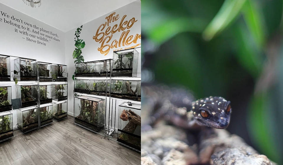 The largest public reptile display in the Northeast is quietly operating inside a Brooklyn basement — home to 70 rare species, living ‘triceratops,’ and glowing nocturnal geckos