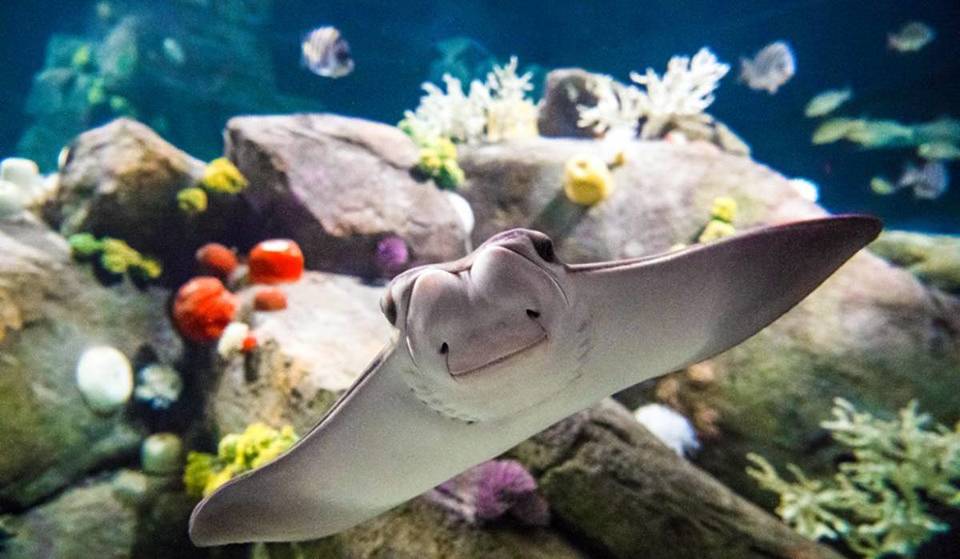 New York’s largest aquarium is debuting a massive two-day ocean celebration this weekend in honor of World Oceans Day—with over 4,500 aquatic animals to see