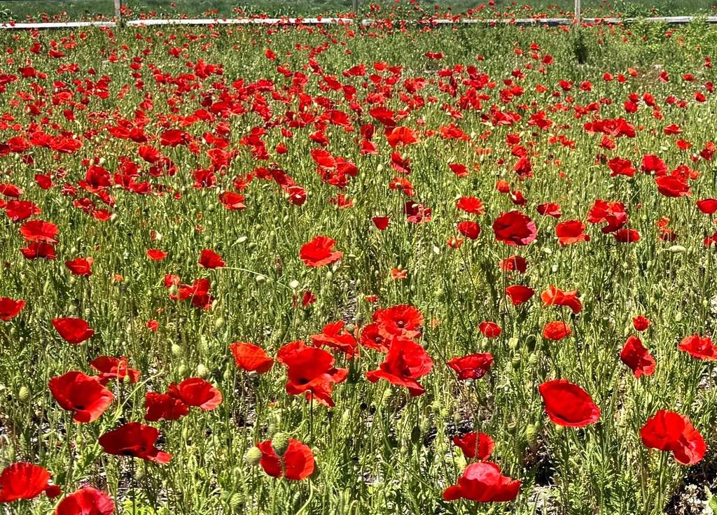 A pochi minuti di macchina dalla città, puoi passeggiare tra una distesa di papaveri rossi in piena fioritura prima che il viola prenda il sopravvento