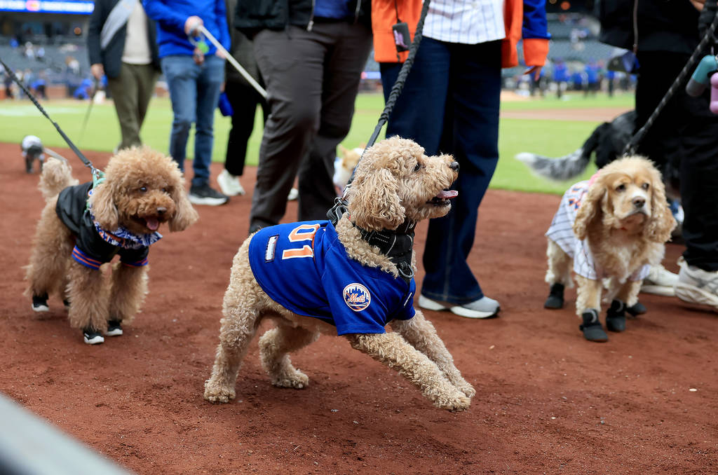 Die Mets veranstalten diesen Monat 7 großartige Themenabende im Citi Field – und die ersten 15.000 Fans erhalten diese exklusiven Stadion-Werbegeschenke