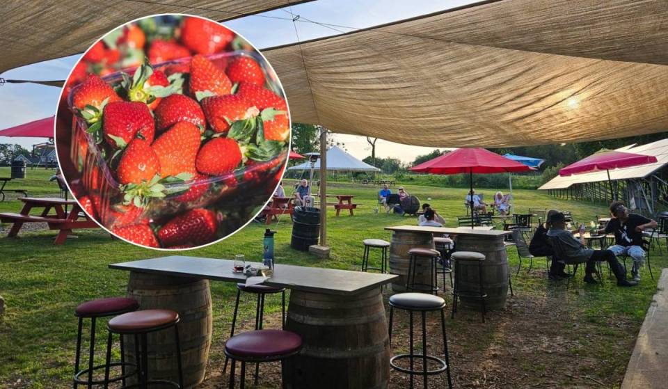 À seulement 2 heures de New York : le « domaine viticole de l’année » du Connecticut se transforme ce week-end en un immense festival estival de la fraise, avec 15 food trucks et l’entrée gratuite