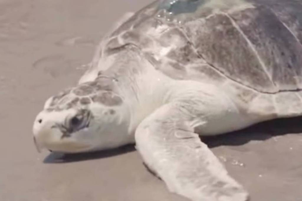 Deze zeldzame, bedreigde zeeschildpad is net teruggekeerd naar de Atlantische Oceaan na maanden van herstel in het aquarium van NYC