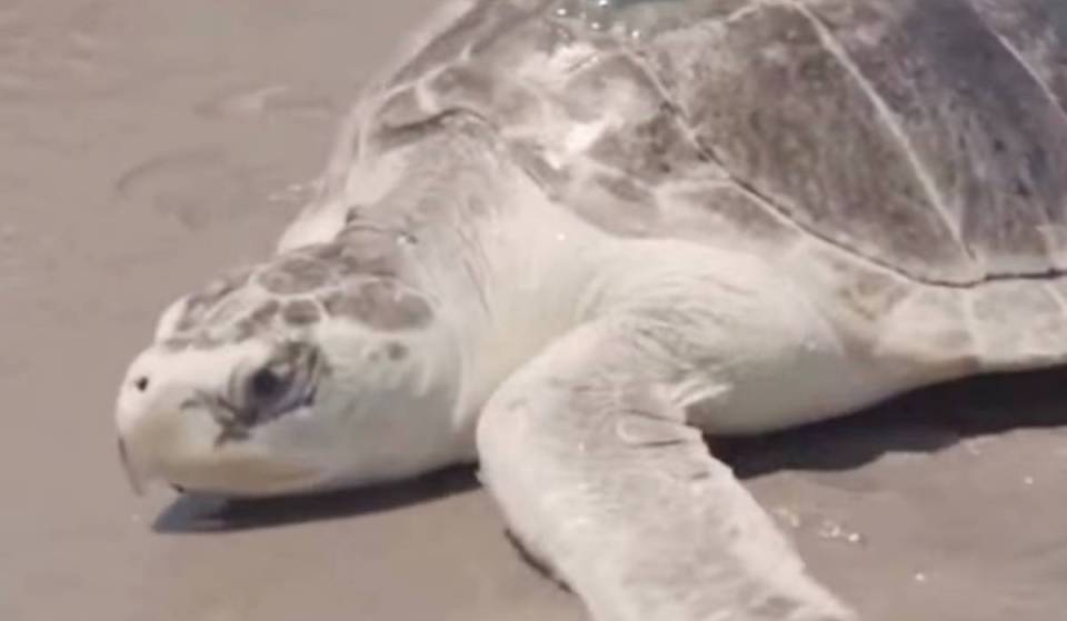 Essa rara tartaruga marinha ameaçada de extinção acabou de voltar ao Atlântico depois de meses de recuperação no aquário de Nova York