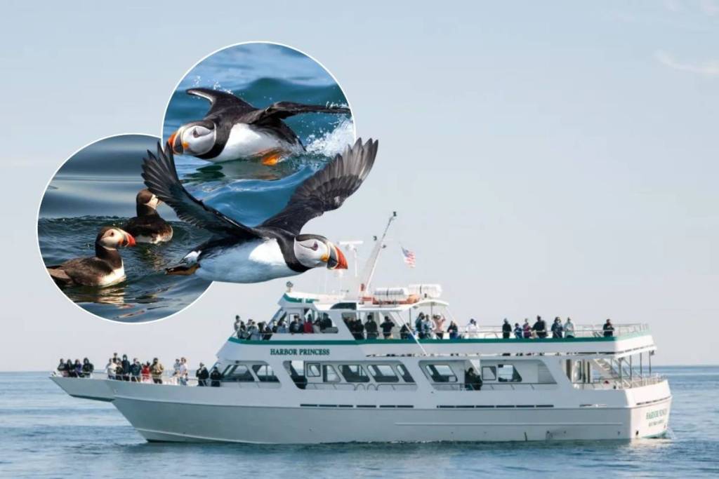 L’escapade estivale la plus magique près de New York, c’est une croisière côtière qui te mène sur cette île de contes de fées peuplée de macareux — où des milliers d’adorables oiseaux marins nichent pendant une courte période seulement