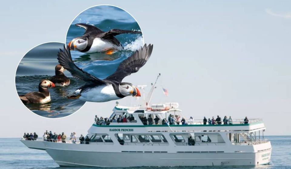 The most magical summer escape near NYC is a coastal cruise that leads to this fairytale puffin island—where thousands of adorable seabirds nest for a short time only