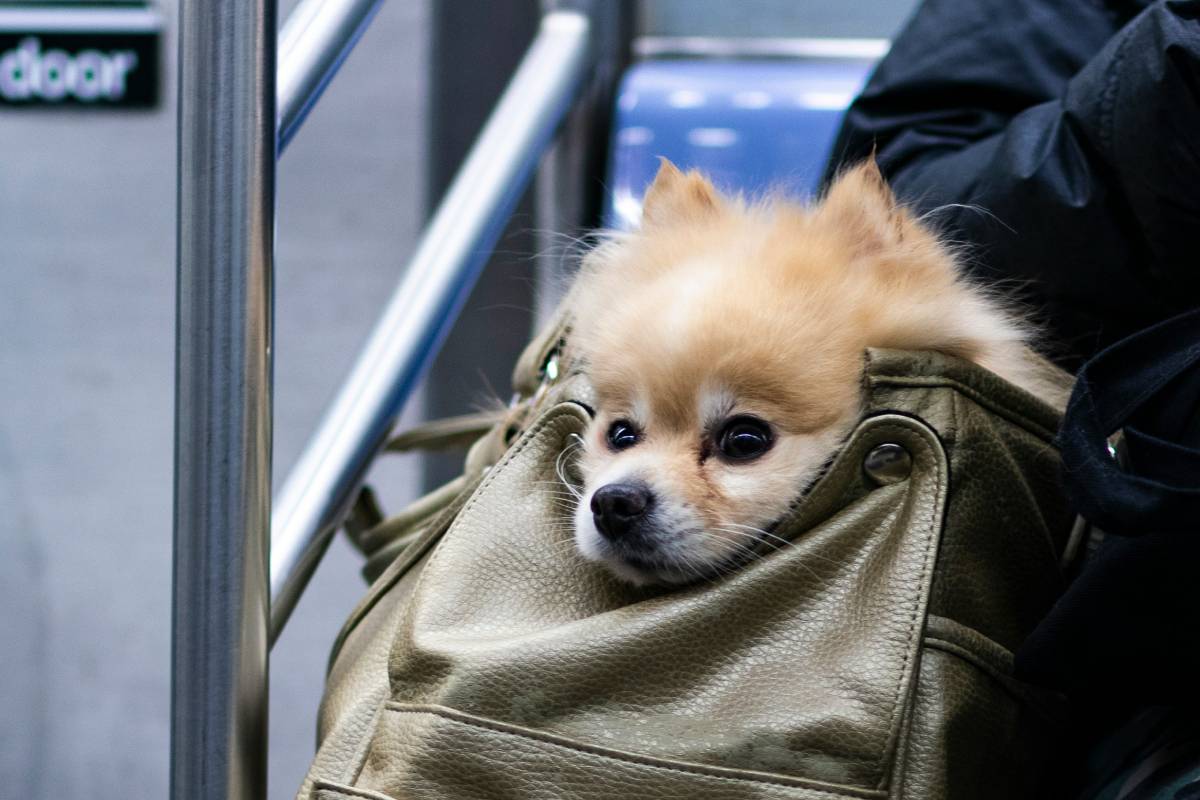 For the first time ever, NYC is officially funding pet food pantries and free spay/neuter services in the new city budget