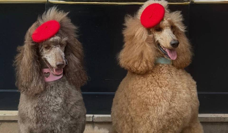 Von Beagles mit Baskenmütze bis hin zu Mopsen als Croissants – New Yorks allererste, von Paris inspirierte Hundeparade erobert die Madison Avenue mit einem kostenlosen Kostümwettbewerb