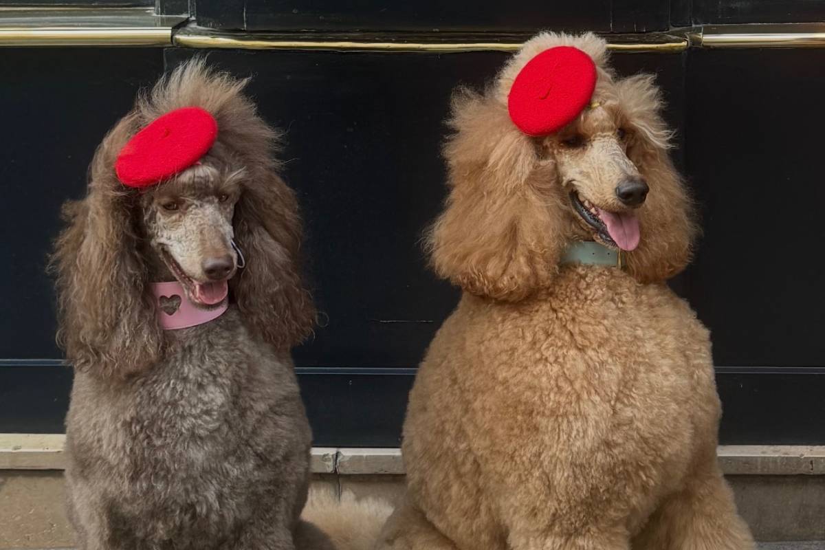 From beret beagles to croissant pugs, NYC’s first-ever Parisian-inspired dog parade is taking over Madison Avenue with a free costume competition