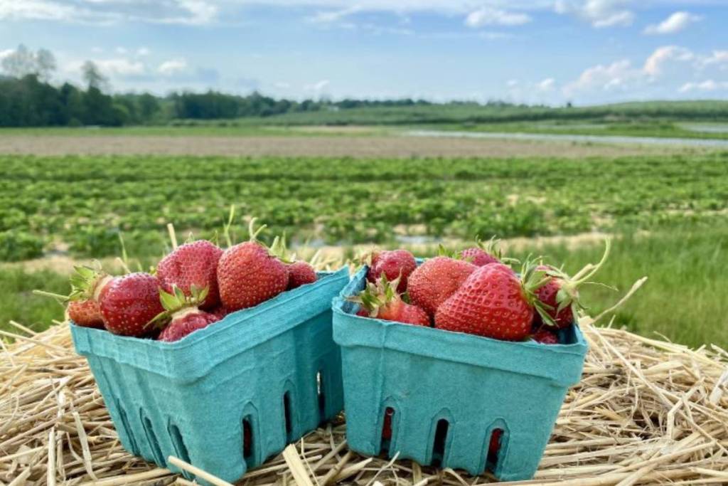 This $15 scenic train ride from NYC takes you to a stunning 270 acre  farm with massive pick-your-own strawberry fields &amp; hard cider lounges