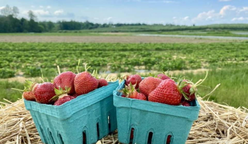 Deze schilderachtige treinrit van $15 vanuit NYC brengt je naar een prachtige boerderij van 270 acre met enorme aardbeienvelden waar je zelf kunt plukken en ciderlounges