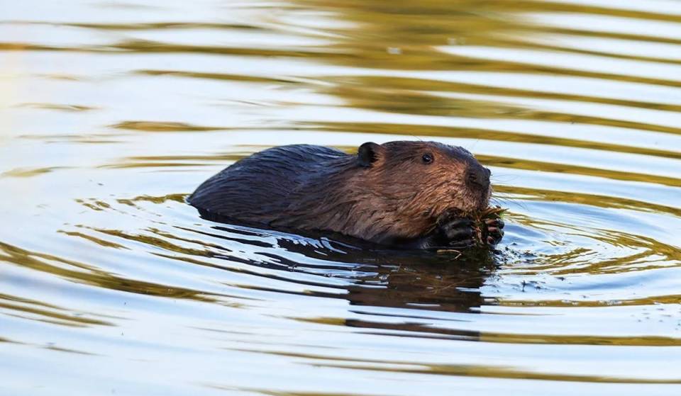 Angriff eines tollwütigen Bibers führt nach zwei Verletzten zu einem Notfall-Badeverbot am Lake George
