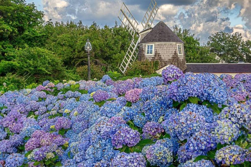 Este impresionante festival floral de verano permite a los habitantes de la Costa Este recorrer fincas costeras secretas: es un viaje pintoresco desde Nueva York con casitas de cuento de hadas y millas de flores de colores vivos