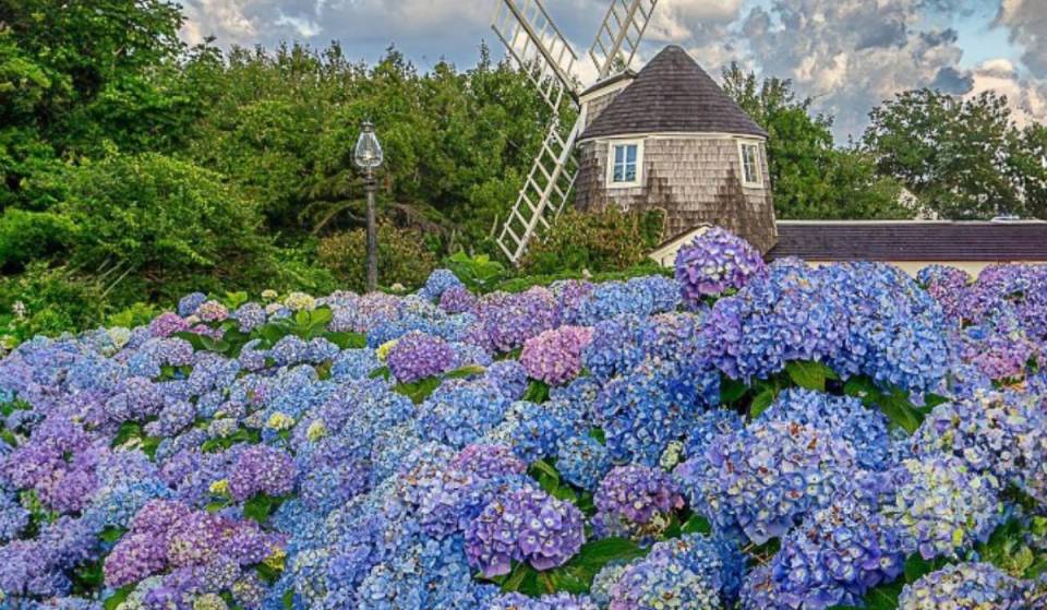 Este impresionante festival floral de verano permite a los habitantes de la Costa Este recorrer fincas costeras secretas: es un viaje pintoresco desde Nueva York con casitas de cuento de hadas y millas de flores de colores vivos