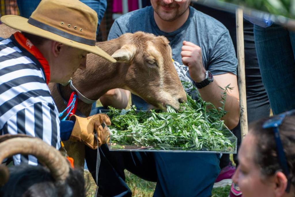 Goatham 2026: o Great Goat Graze-Off