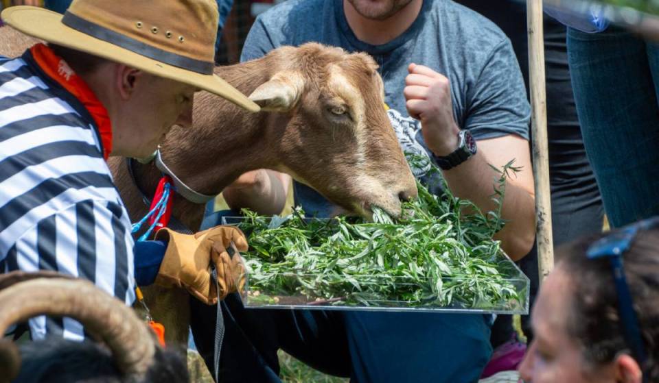 The only professional eating competition between goats returns to NYC this weekend—with local vendors, food &amp; drinks, live music, games, &amp; more