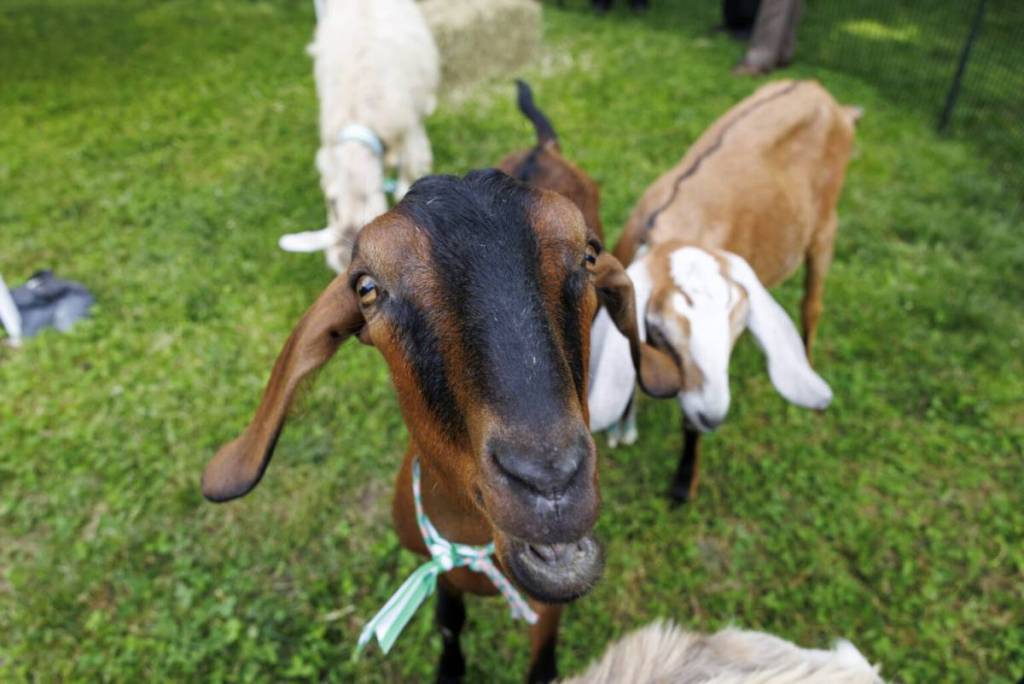 cabras do Riverside Park