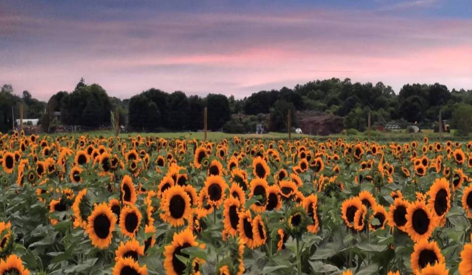 On July 18 and 19, Waterdrinker Farm’s sunflower festival returns to Manorville with u-pick fields and a beer garden