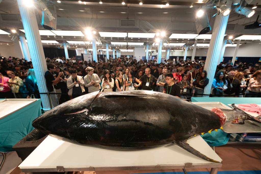 Het grootste sushi-festival voor consumenten in de VS keert terug naar NYC met een show waarbij een levende tonijn van 400 pond wordt gesneden
