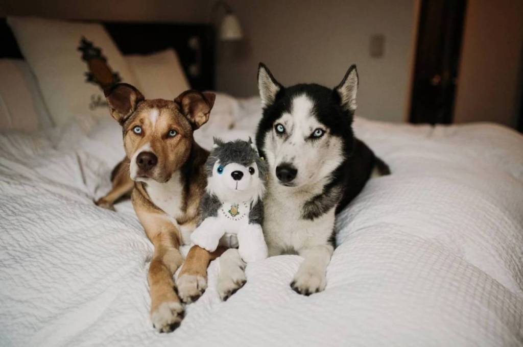 Localizado em Midtown, esse hotel único, “louco por cachorros”, permite que você deixe seu cachorrinho no quarto enquanto explora o Hudson Yards, com camas aconchegantes no estilo europeu e bicicletas à disposição de graça.