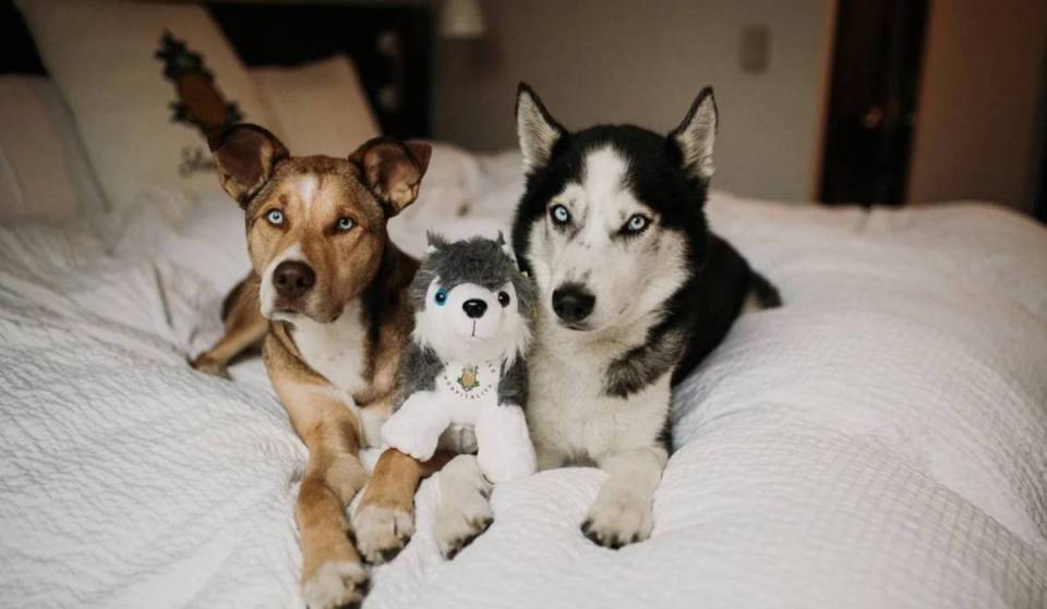 Based in Midtown, this unique “dog-obsessed” hotel lets you leave your pup in the room while you explore Hudson Yards, featuring cozy European-style beds and free bikes.