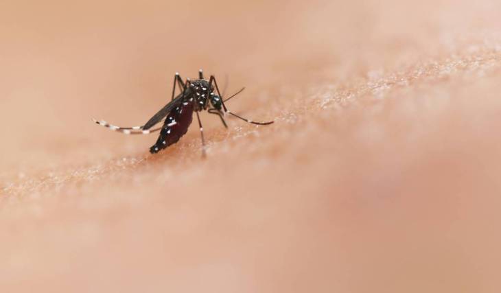 NYC mosquito warning: West Nile virus activity has nearly doubled this summer—here’s what to know