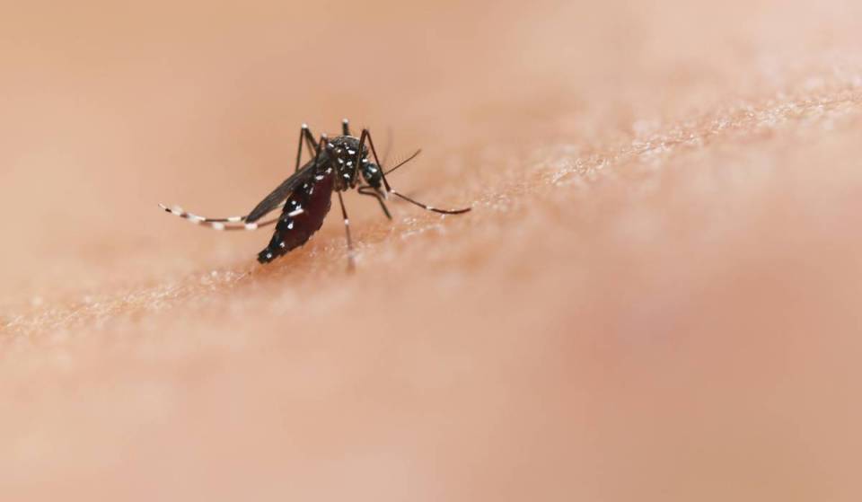 Alerte aux moustiques à New York : l’activité du virus du Nil occidental a presque doublé cet été — voici ce qu’il faut savoir