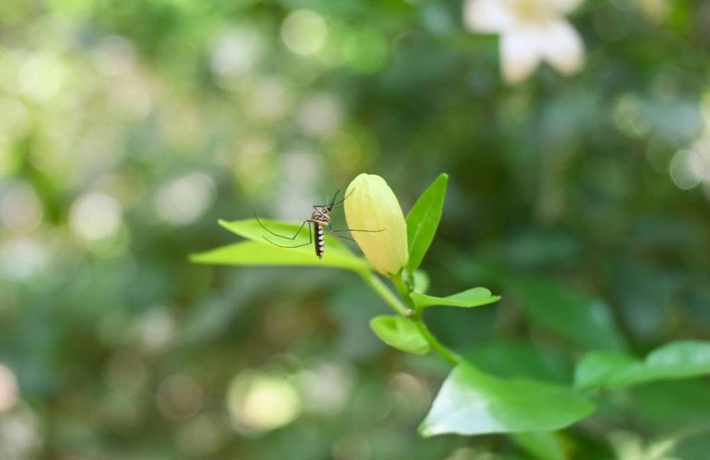 mosquito sobre una hoja