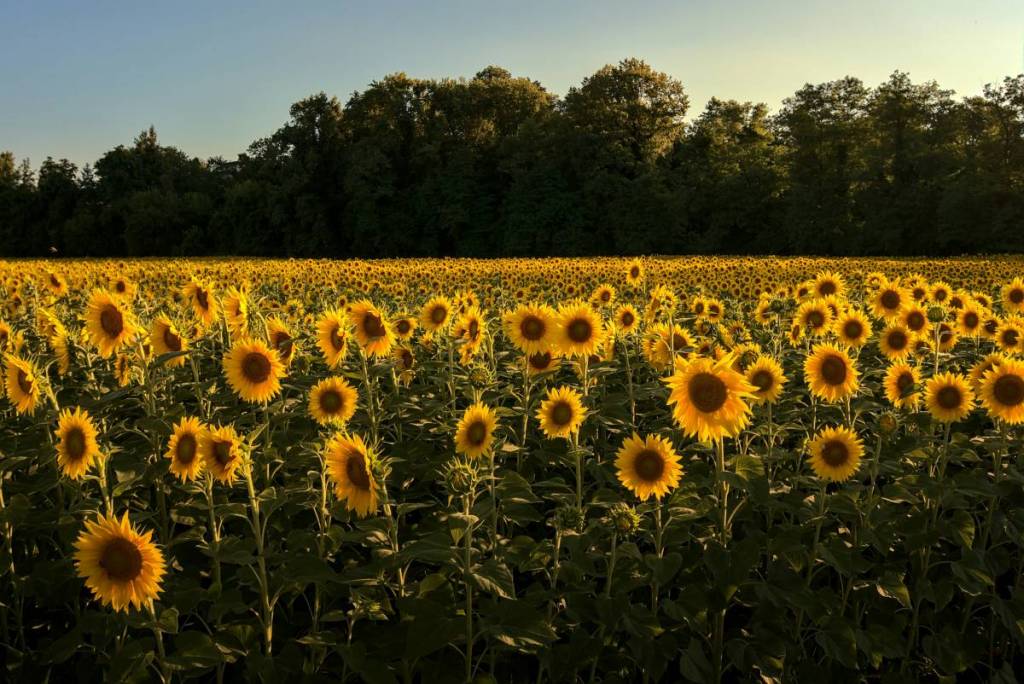 Deze 120 acre grote boerderij in de Catskills, op 2 uur rijden van NYC, organiseert dit weekend een gigantisch zonnebloemen- en sangriafestival met maar liefst 125.000 gouden bloemen