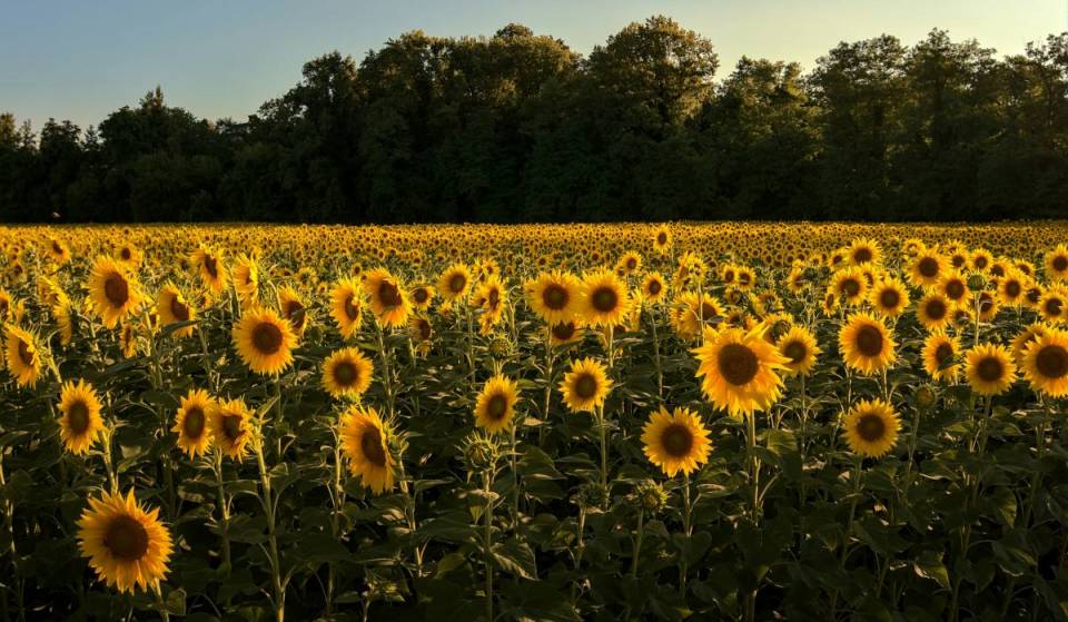 Essa fazenda de 120 acres em Catskills, a duas horas de Nova York, vai receber um enorme festival de girassóis e sangria só neste fim de semana, com 125 mil flores douradas