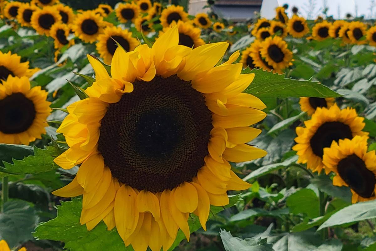 This 120 acre Catskills Farm 2 Hours From NYC Is Hosting A Massive this-120-acre-catskills-farm-2-hours-from-nyc-is-hosting-a-massive