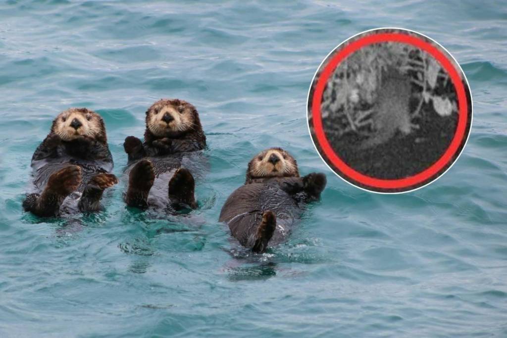 Después de 100 años, acaban de ver una nutria en el río Bronx, y los científicos locales «apenas podían creerlo» al ver las imágenes