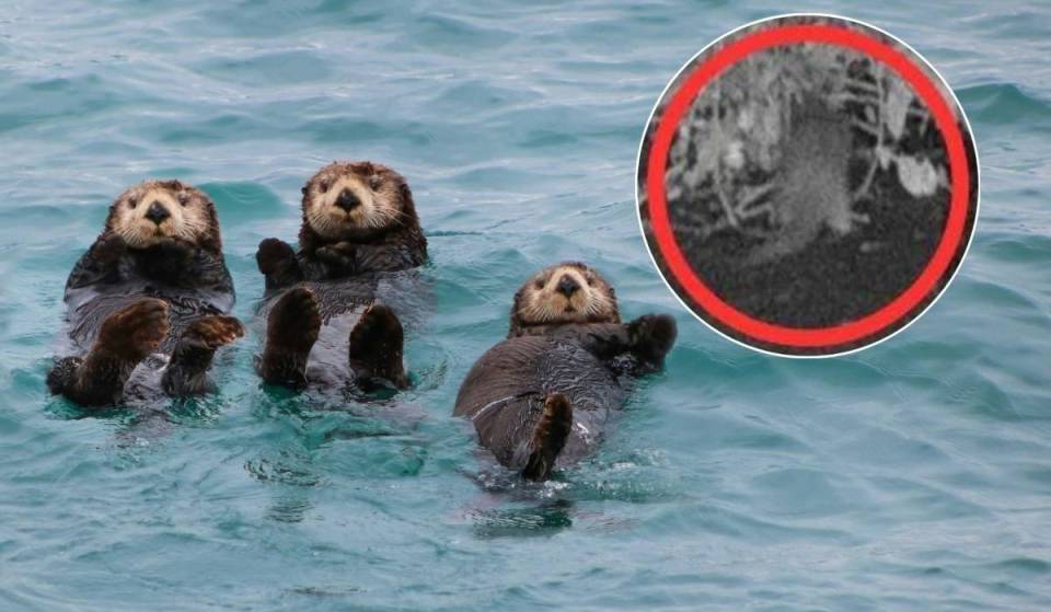Nach 100 Jahren wurde gerade ein Otter im Bronx River gesichtet – und lokale Wissenschaftler „konnten es kaum glauben“, als sie das Filmmaterial sahen