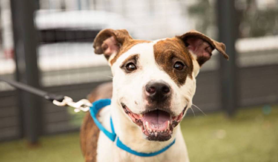 Les refuges de New York suppriment les frais d’adoption pour des dizaines de chiens — et offrent aux adoptants des cartes-cadeaux de 50 $