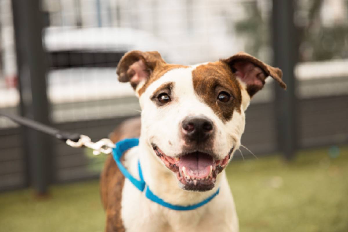 Adopt a Dog in NYC: Free Adoption Fees & $50 Gift Cards at ACC