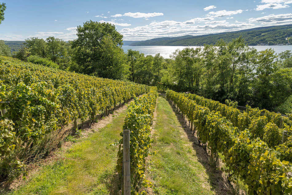 Point of the Bluff Vineyards