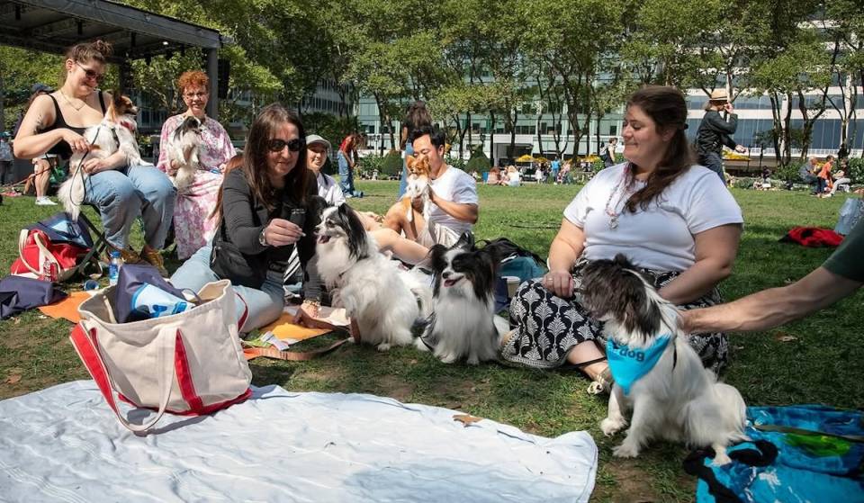 Bryant Park lève enfin sa célèbre « règle anti-chiens » sur la pelouse le temps d’un samedi, à l’occasion d’un festival et d’un défilé canins qui dureront toute la journée