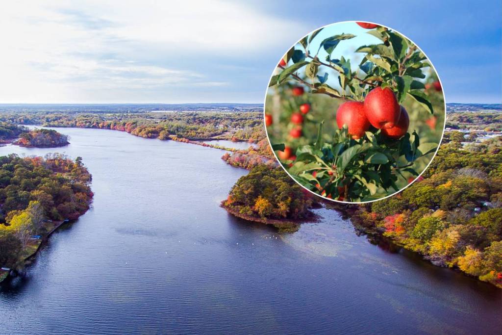 Long Island’s ‘gateway’ to wine country is kicking off fall with a two-day apple festival featuring cider donuts, corn mazes, and live music