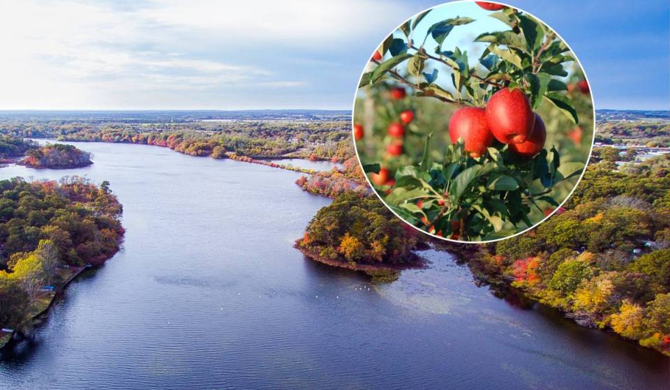 Long Island’s ‘gateway’ to wine country is kicking off fall with a two-day apple festival featuring cider donuts, corn mazes, and live music