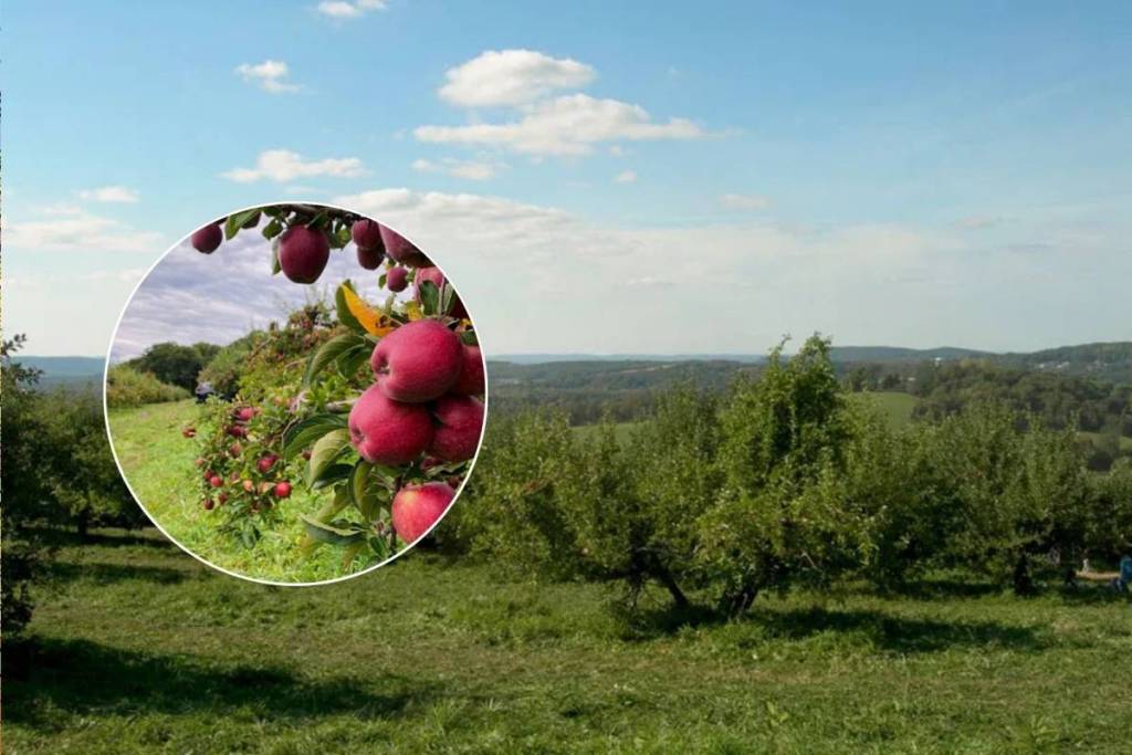 En activité depuis plus de 100 ans et situé à seulement une heure de New York, ce verger historique de 200 acres dédié à la cueillette des pommes te permet de rouler en voiture directement au milieu des rangées d’arbres fruitiers