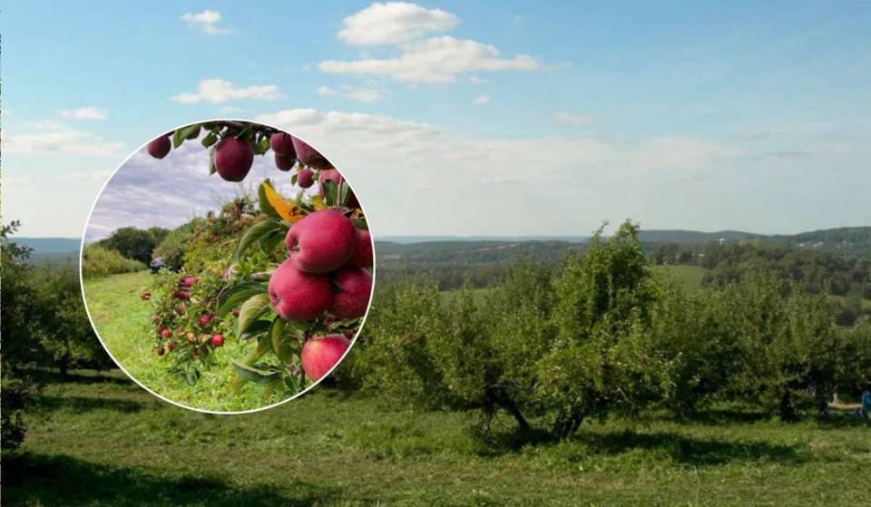 Operating for over 100 years and just an hour from NYC, this historic 200-acre apple picking orchard lets you drive your car straight into the rows of fruit trees