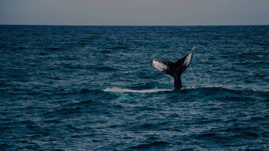 vedere le balene nell’oceano