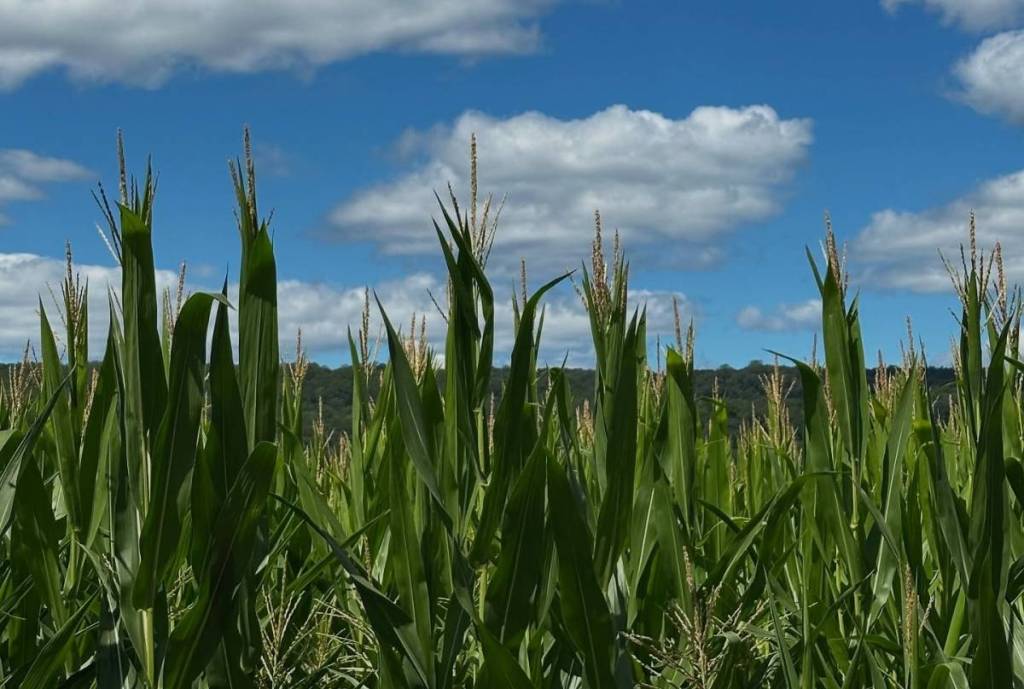 Ort Farms