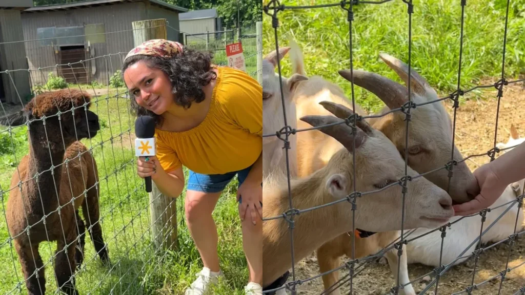 De oudste nog actieve boerderij van NYC ligt verstopt midden in de vijf stadsdelen — een 330 jaar oude historische oase met alpaca’s, een maïsdoolhof van 3 acre en gratis toegang