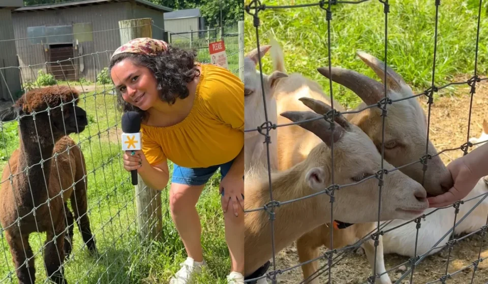 Queens County Farm Museum is NYC’s oldest active farm