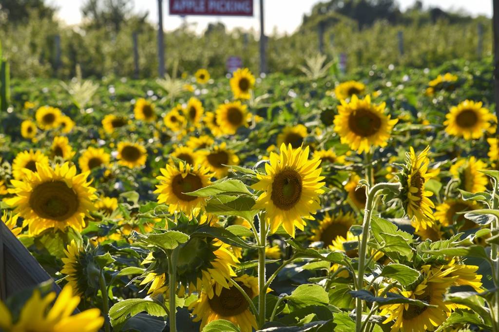 La famosa regione vinicola di Long Island organizza questo fine settimana un festival dei girasoli con raccolta delle mele, giri in carro trainato da cavalli e musica dal vivo